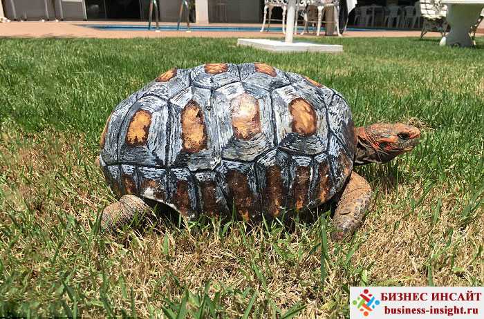 Панцирь для черепахи, напечатанный на 3D-принтере