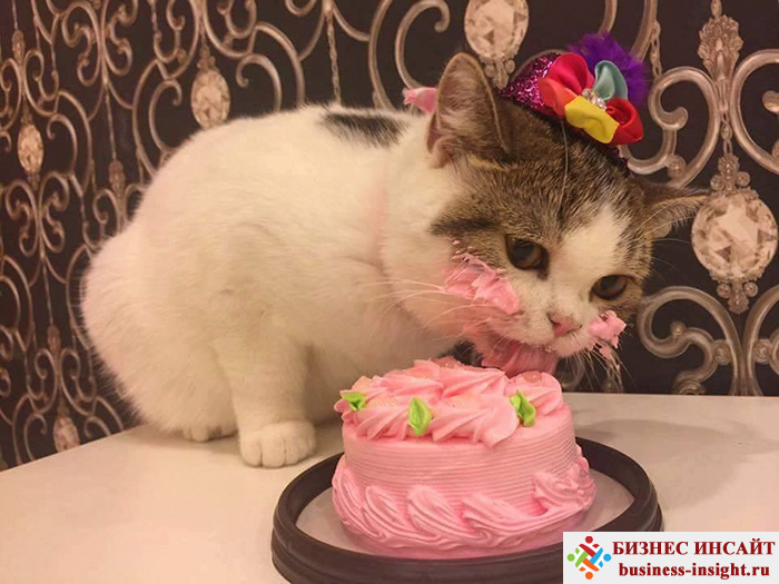 Как отметить день рождения кота