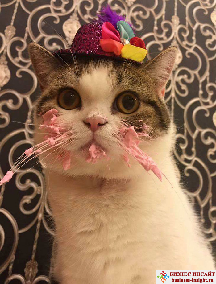 Как отметить день рождения кота