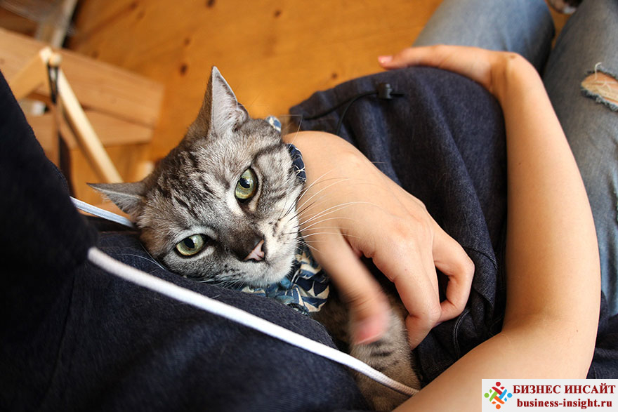 Толстовка с передним карманом для переноски кота