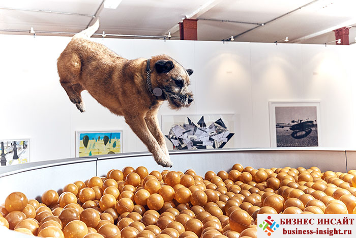 Художественная выставка для собак