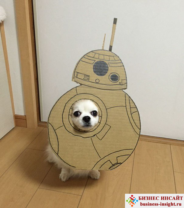 Японская женщина создает забавные фотосессии со своей собачкой