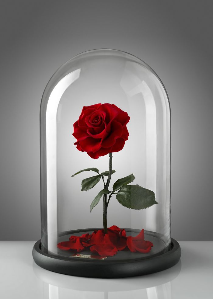 Прекрасные розы, которые никогда не вянут