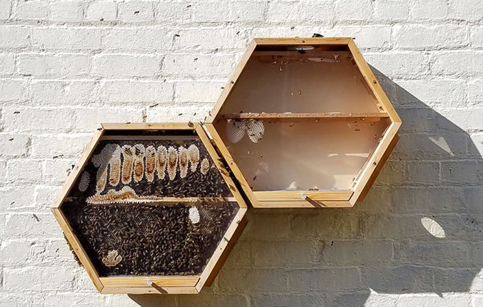 Декоративный пчелиный улей у вас в доме