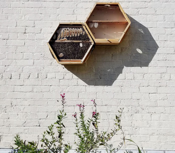 Декоративный пчелиный улей у вас в доме